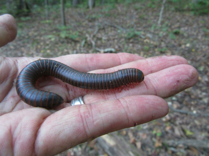 American Giant Millipede